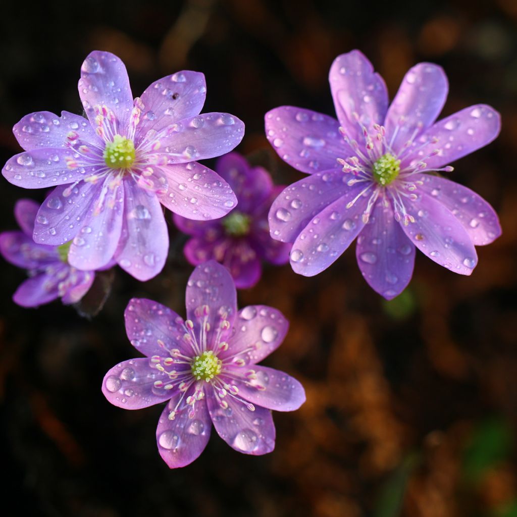 Hepatica nobilis Rosea