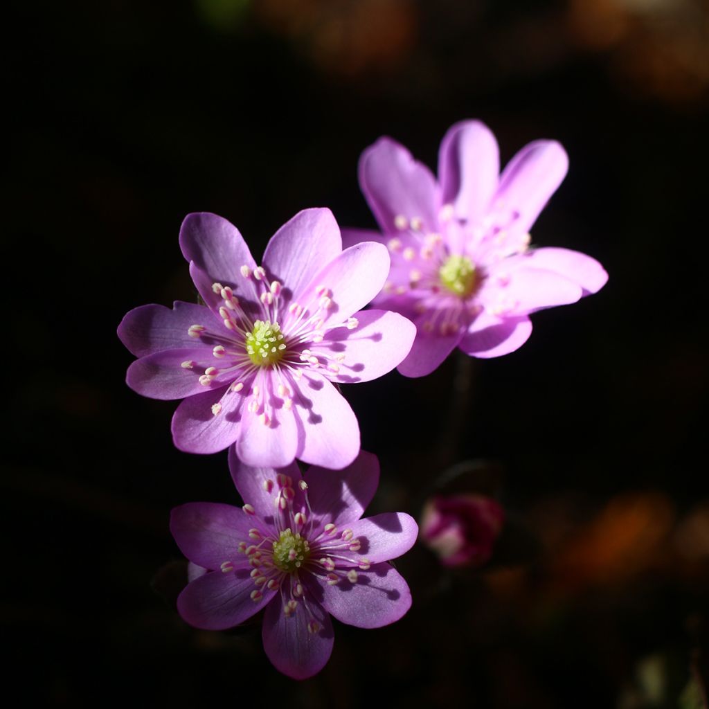 Hepatica nobilis Rosea