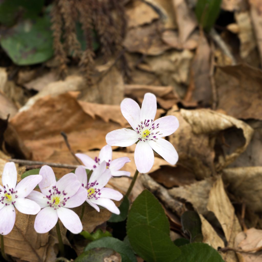 Hepatica nobilis White Forest