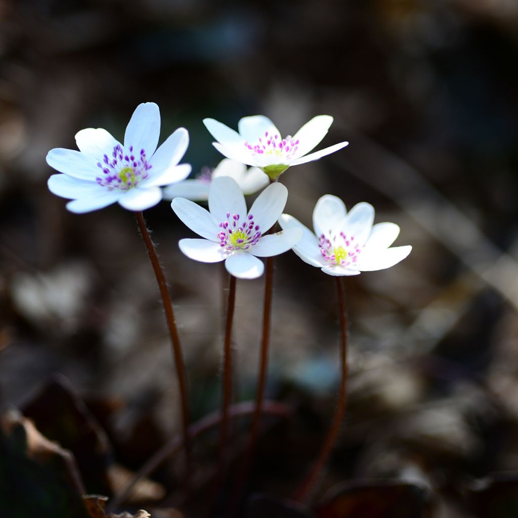 Hepatica nobilis White Forest