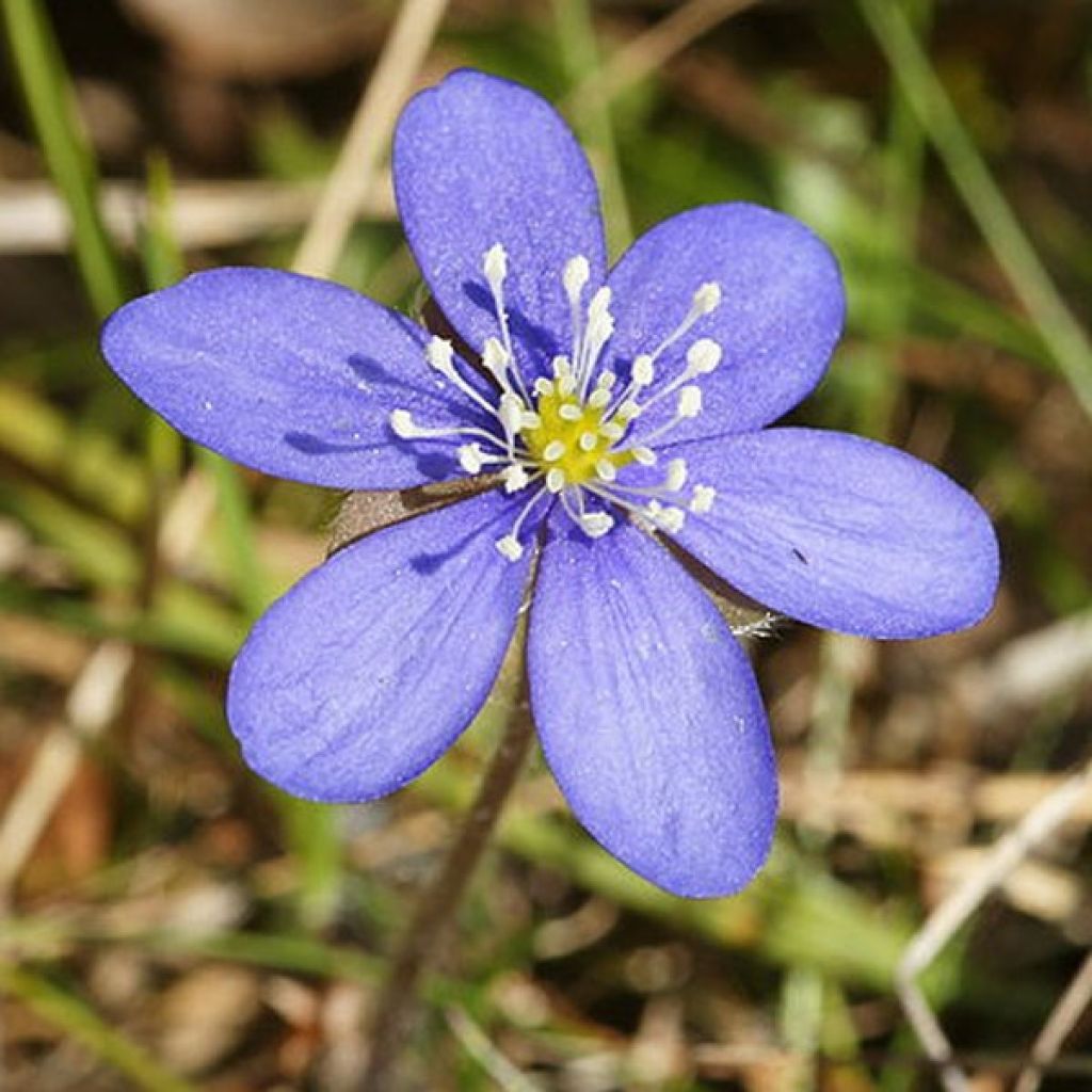 Hepatica Nobilis, Anémone Hépatique