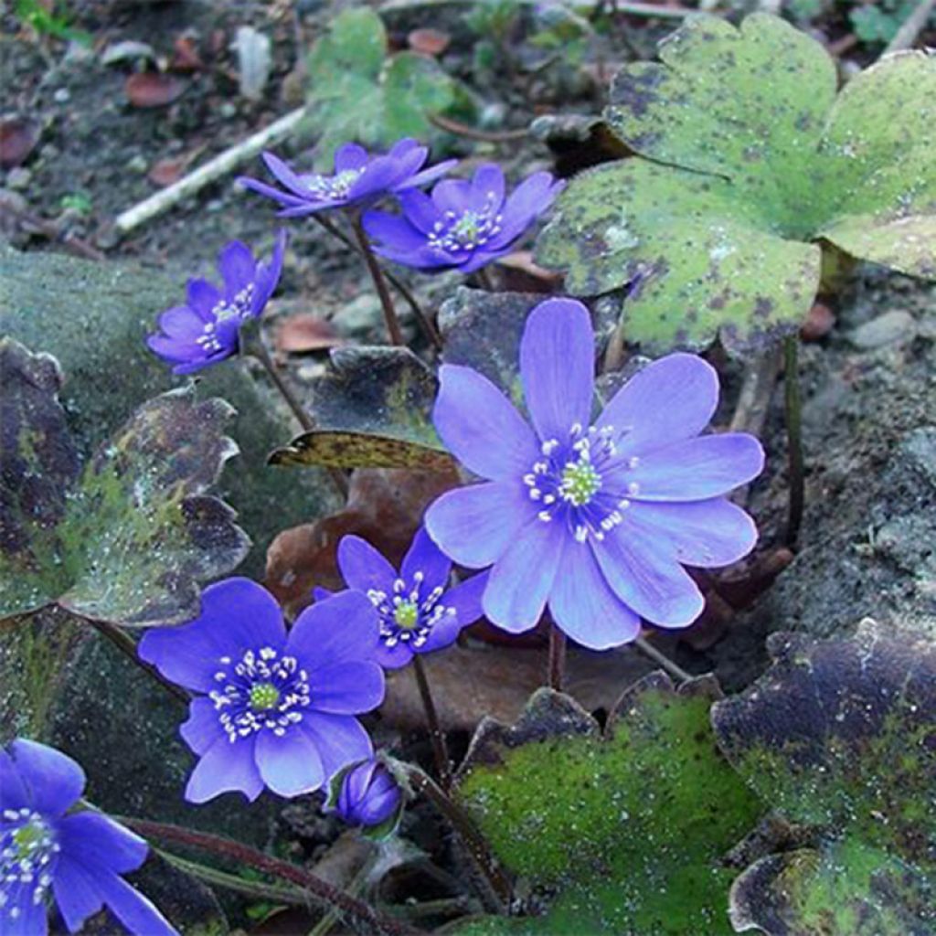 Hepatica transsilvanica Blue Jewel, Anémone Hépatique