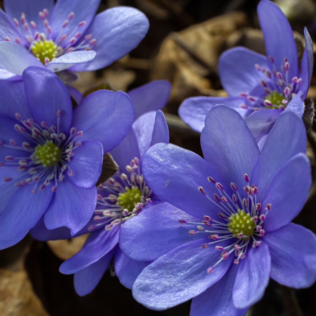 Hepatica transsilvanica De Buis