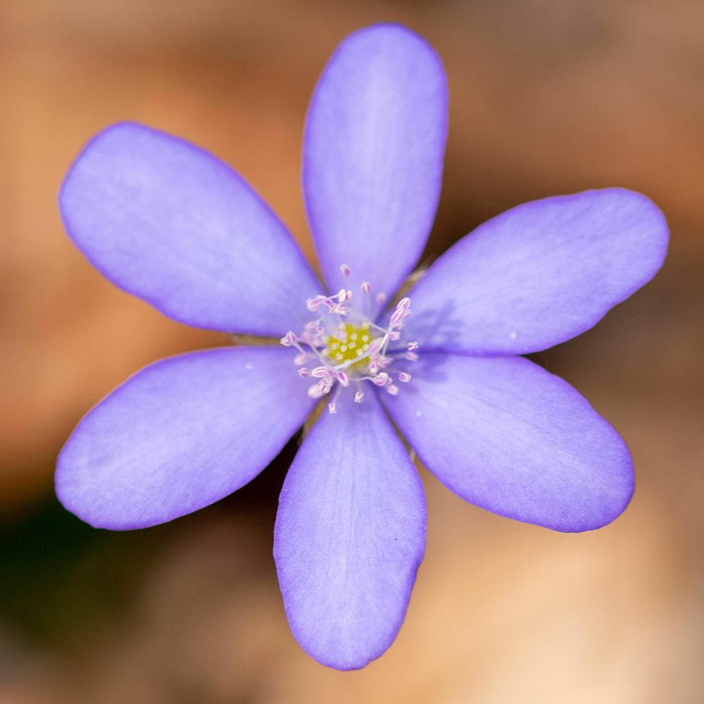 Hepatica transsilvanica De Buis