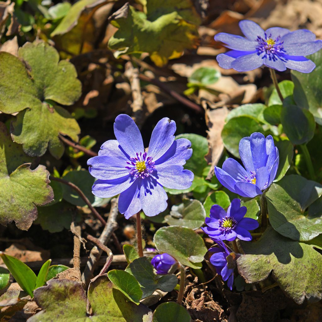 Hepatica transsilvanica De Buis