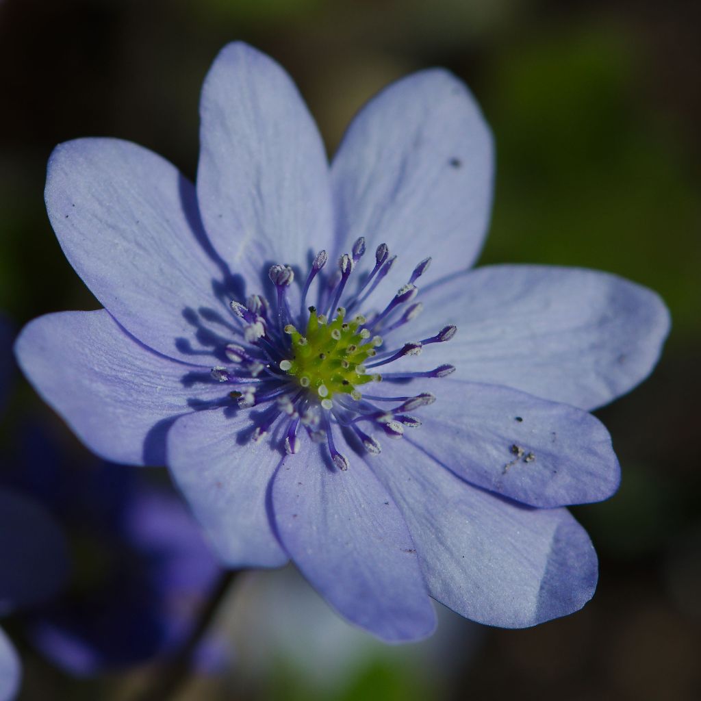 Hepatica transsilvanica De Buis, Anémone Hépatique