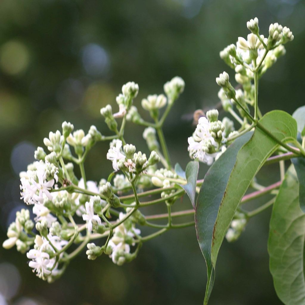 Flor de siete hijos Tianshan -Heptacodium miconioides