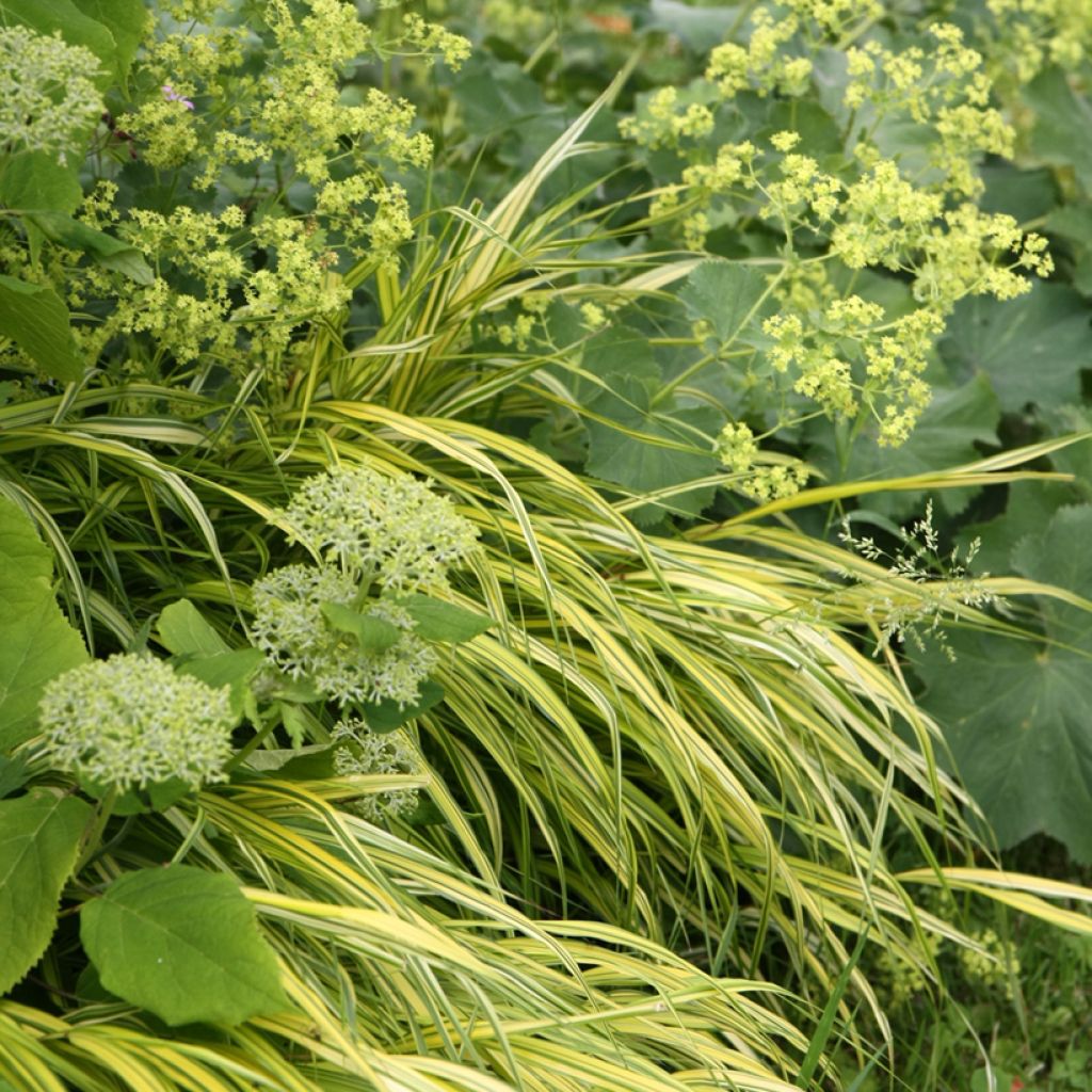 Hakonechloa macra Aureola