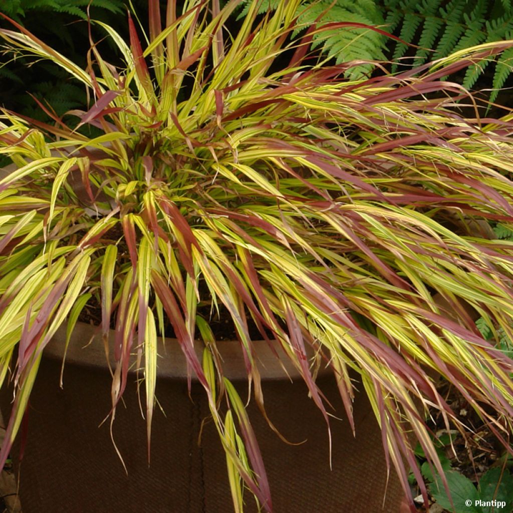 Hierba de Hakone - Hakonechloa macra Mulled Wine en maceta de 8/9 cm