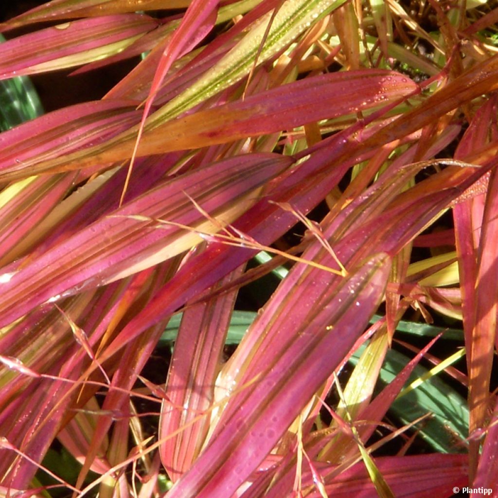 Hierba de Hakone - Hakonechloa macra Mulled Wine en maceta de 8/9 cm