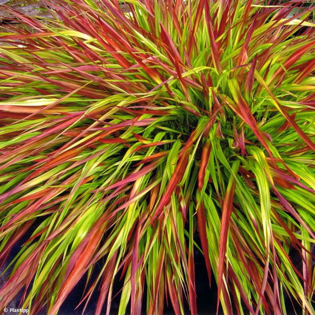 Hierba de Hakone - Hakonechloa macra Mulled Wine en maceta de 8/9 cm