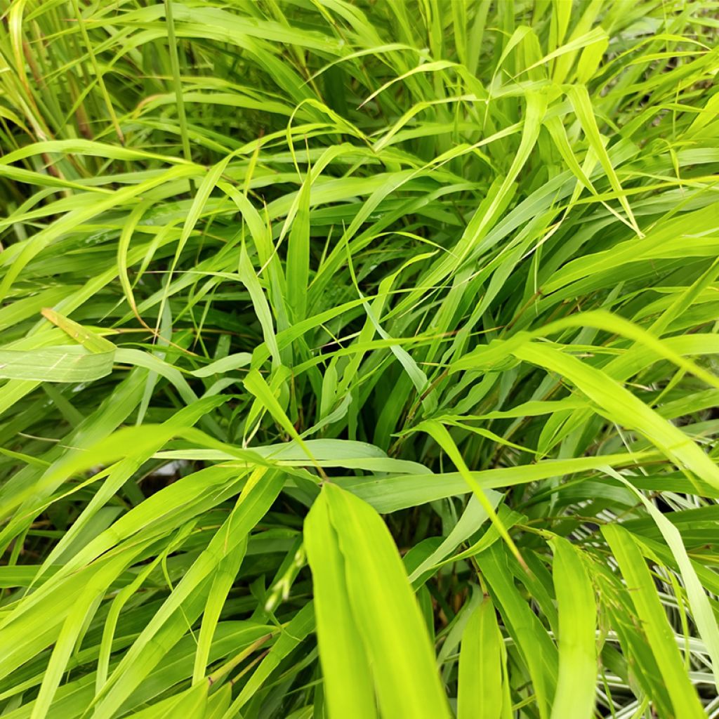 Hakonechloa macra Nicolas