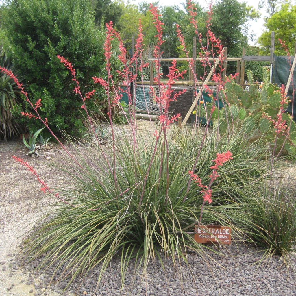 Hesperaloe parviflora Rubra - Yuca Roja