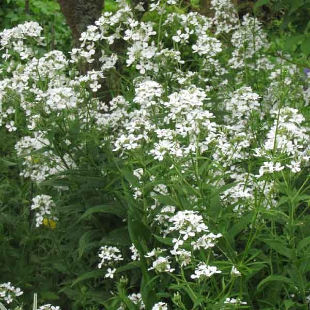 Hesperis matronalis Alba