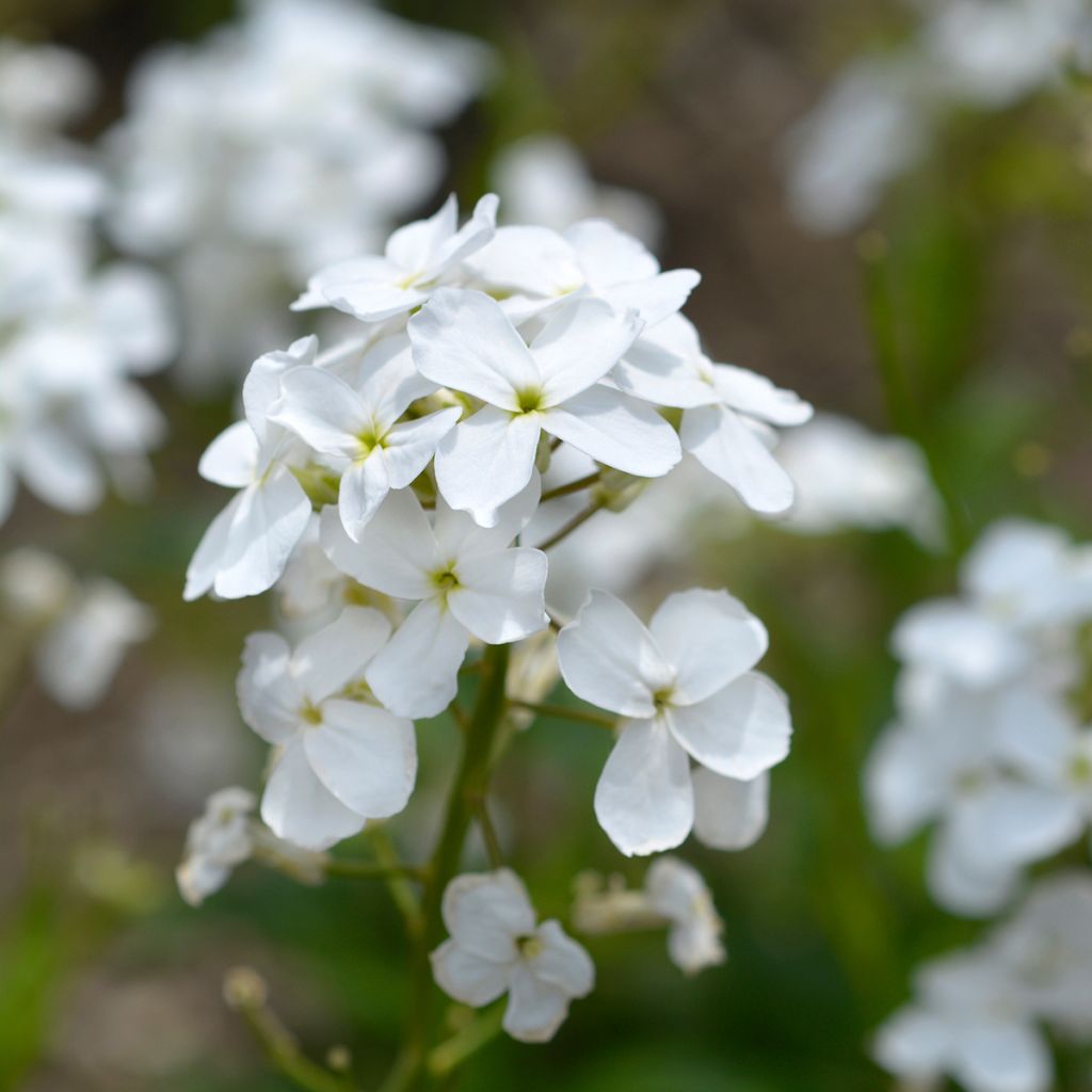 Violeta de los Jardines Blanca - Hesperis matronalis