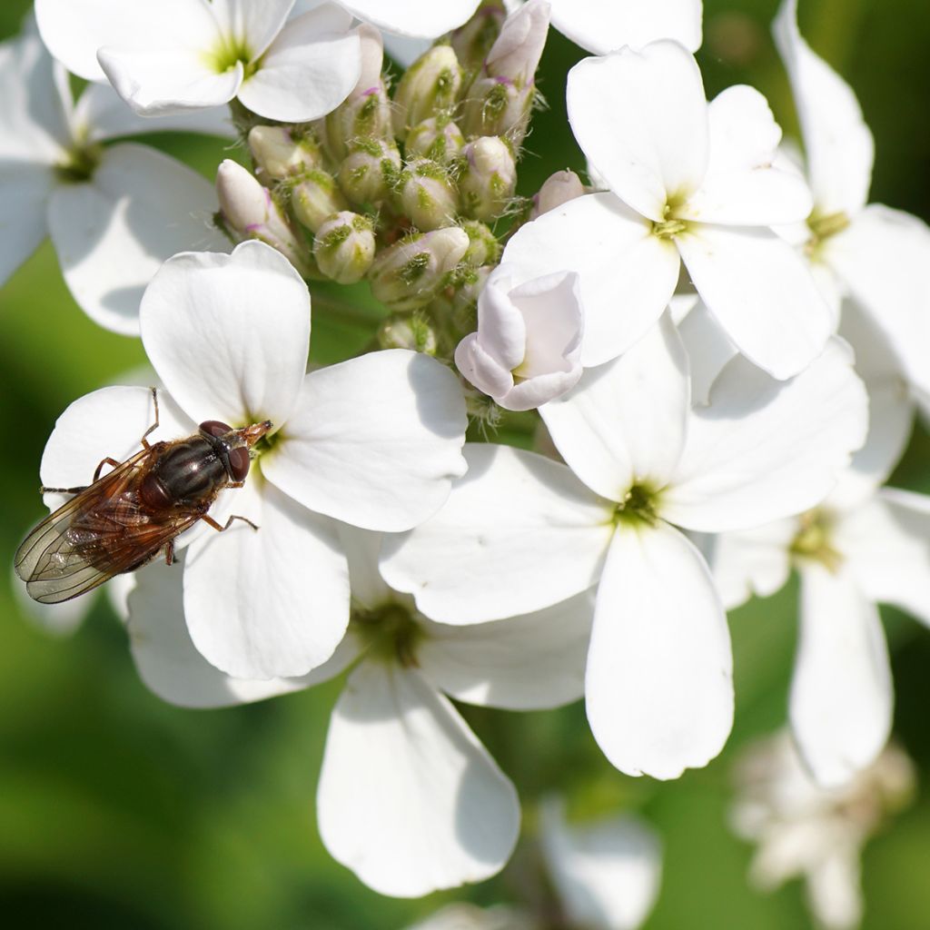 Violeta de los Jardines Blanca - Hesperis matronalis