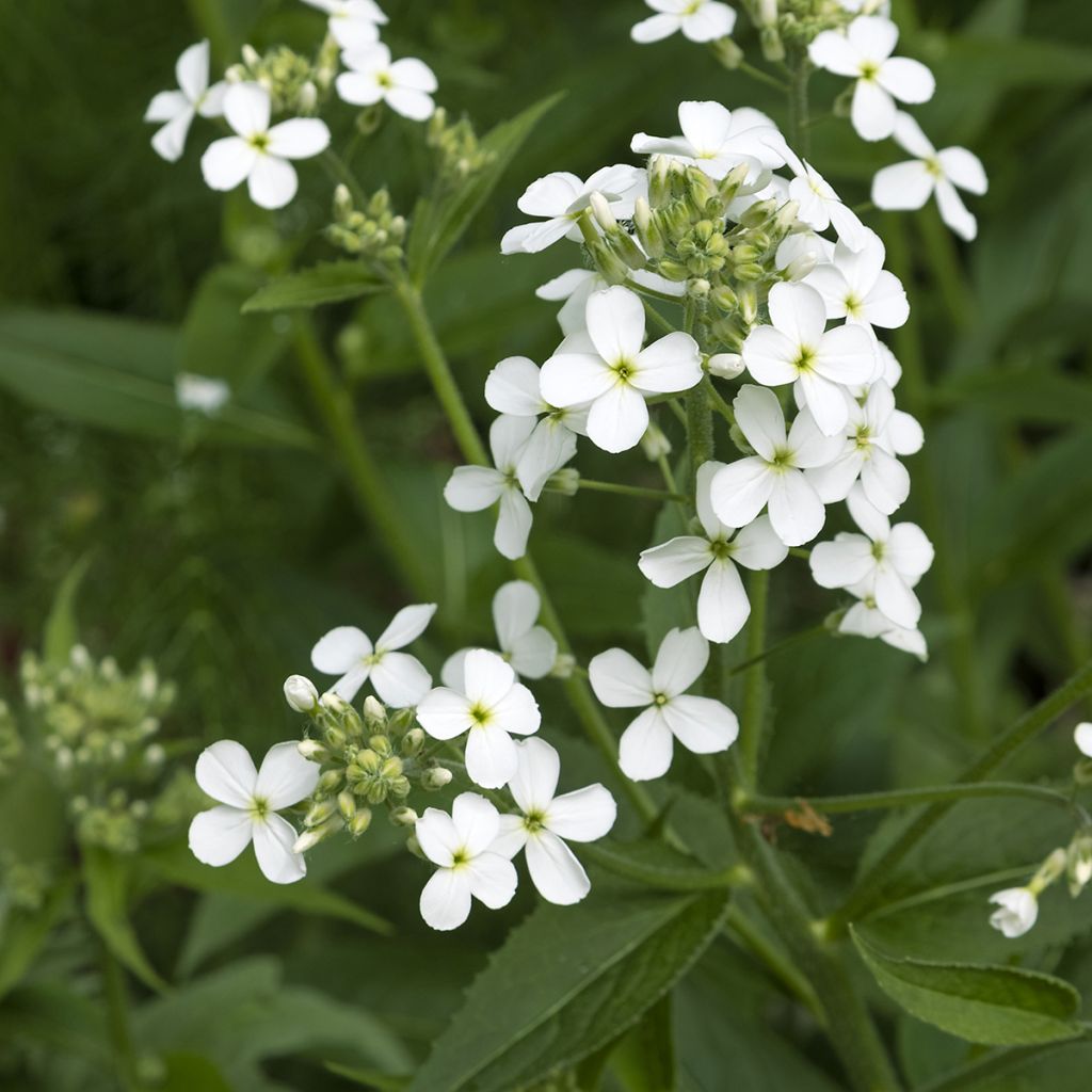 Violeta de los Jardines Blanca - Hesperis matronalis