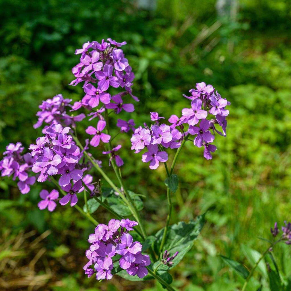 Violeta de los Jardines - Hesperis matronalis