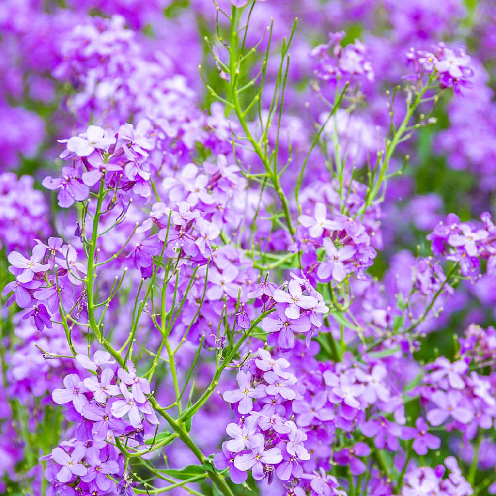 Violeta de los Jardines - Hesperis matronalis