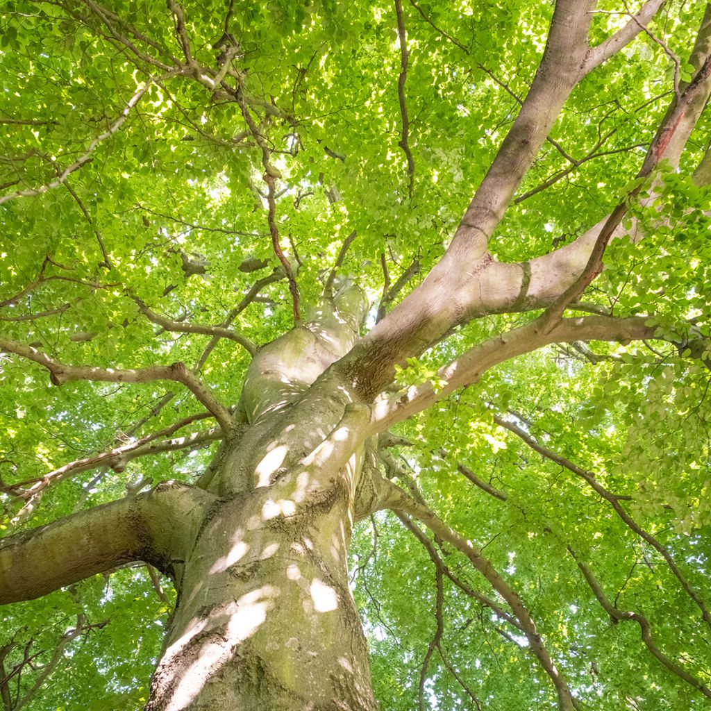 Hêtre commun - Fagus sylvatica