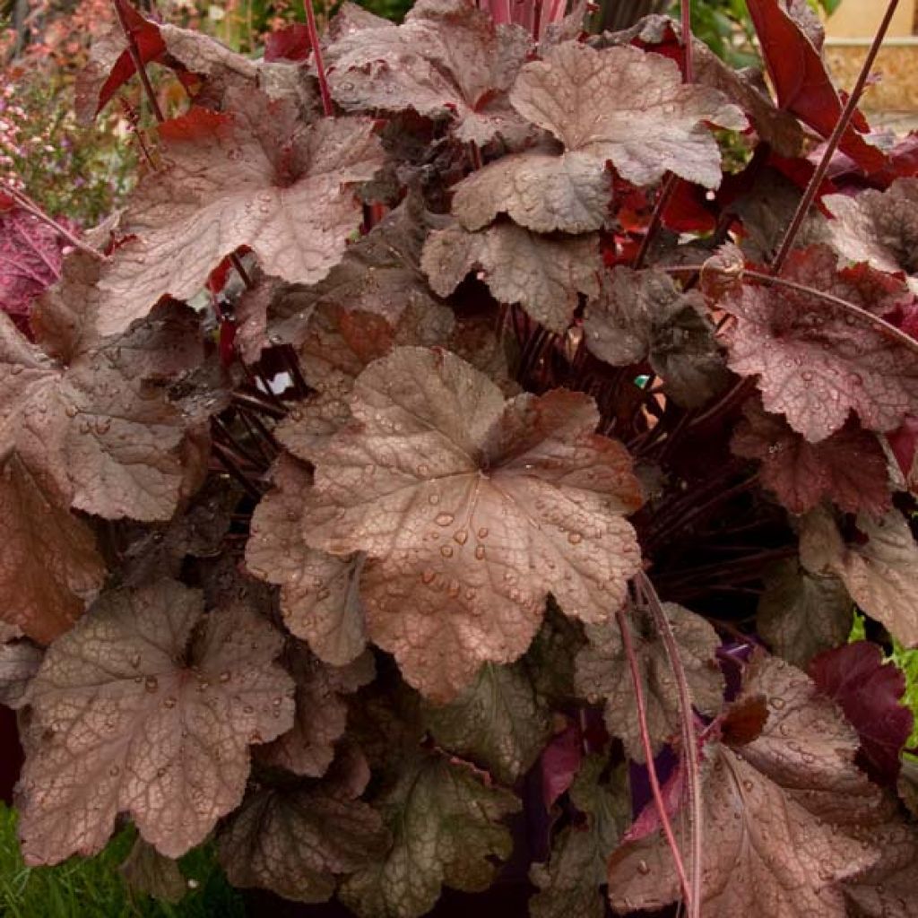 Heuchère - Heuchera Beaujolais