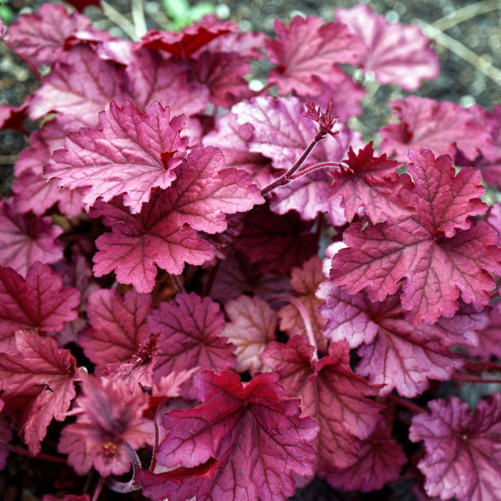 Heuchère - Heuchera Berry Smoothie