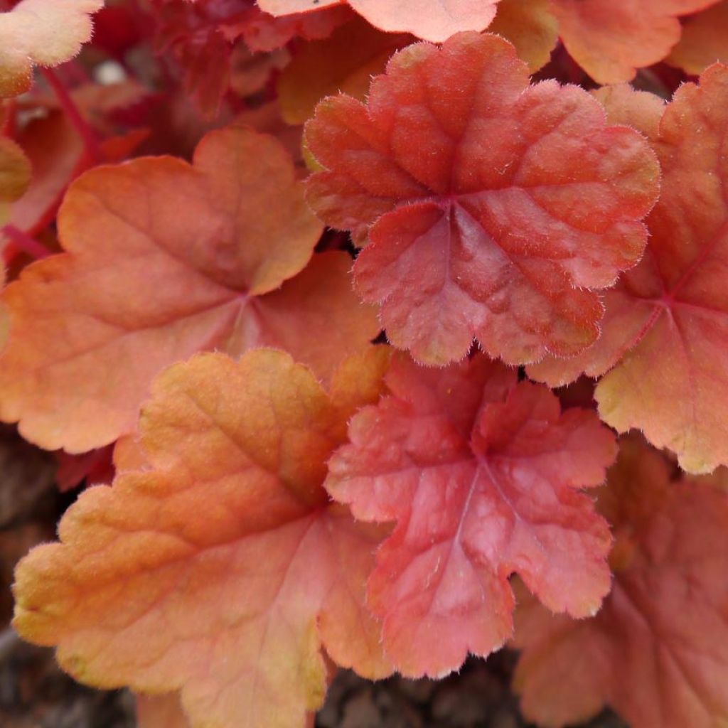 Heuchera Caribbean Sea - Heuchère