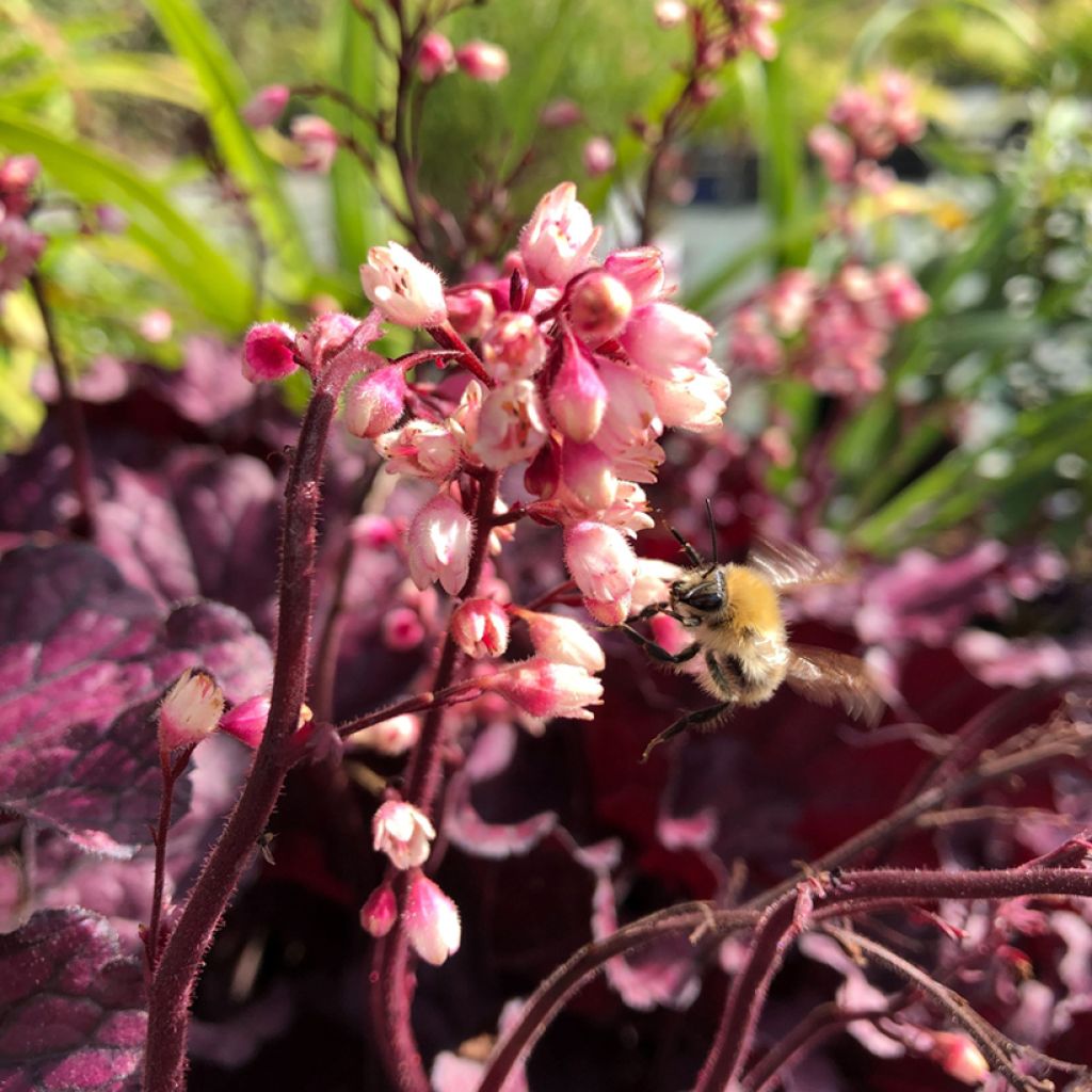 Heuchere - Heuchera Forever Purple