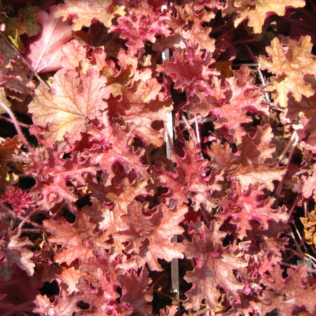 Heuchère - Heuchera Ginger Peach