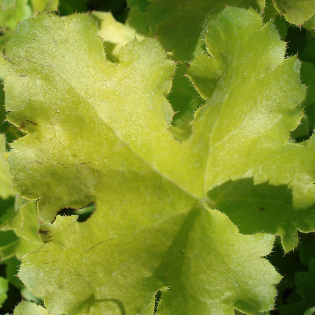 Heuchère - Heuchera Lime Rickey