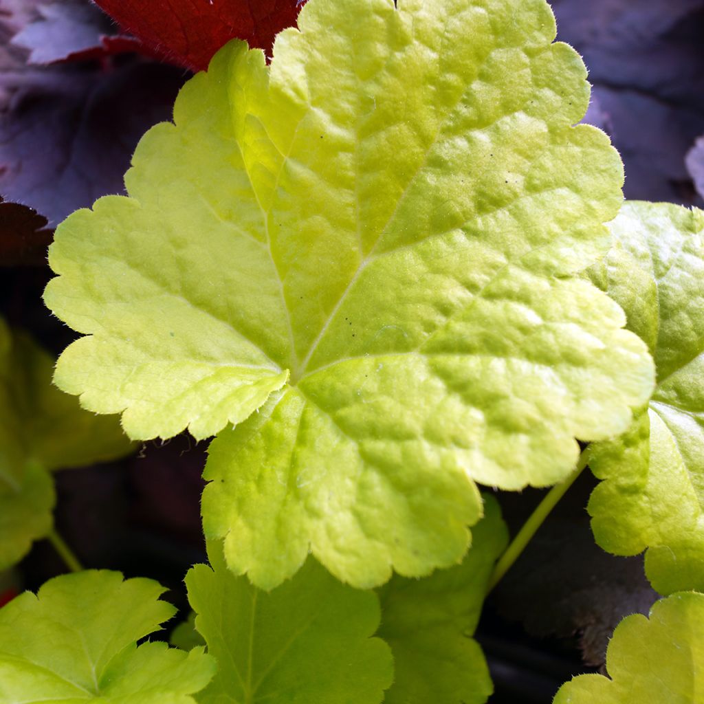 Heuchera Little Cuties Sweet Tart