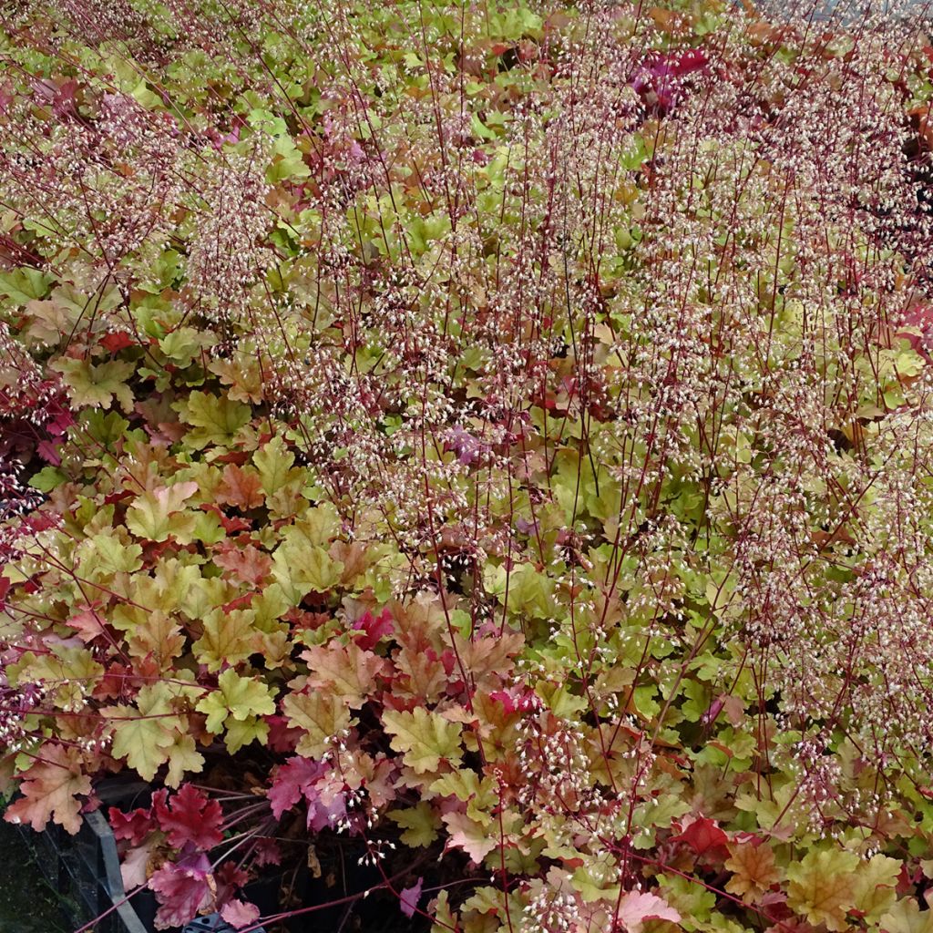 Heuchère - Heuchera Marmelade