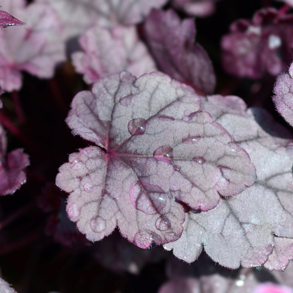 Heuchera Pink Panther