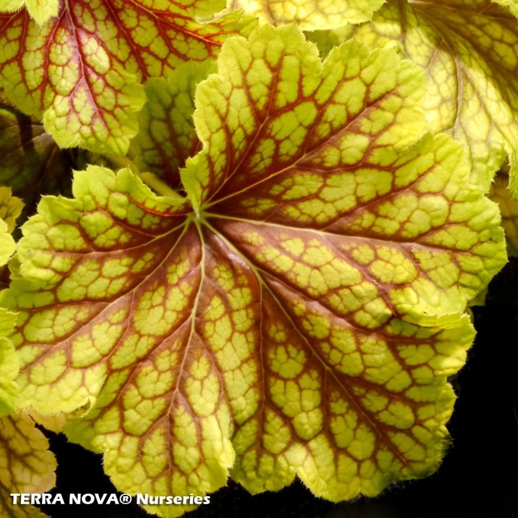 Heuchera Red Lightning - Heuchère