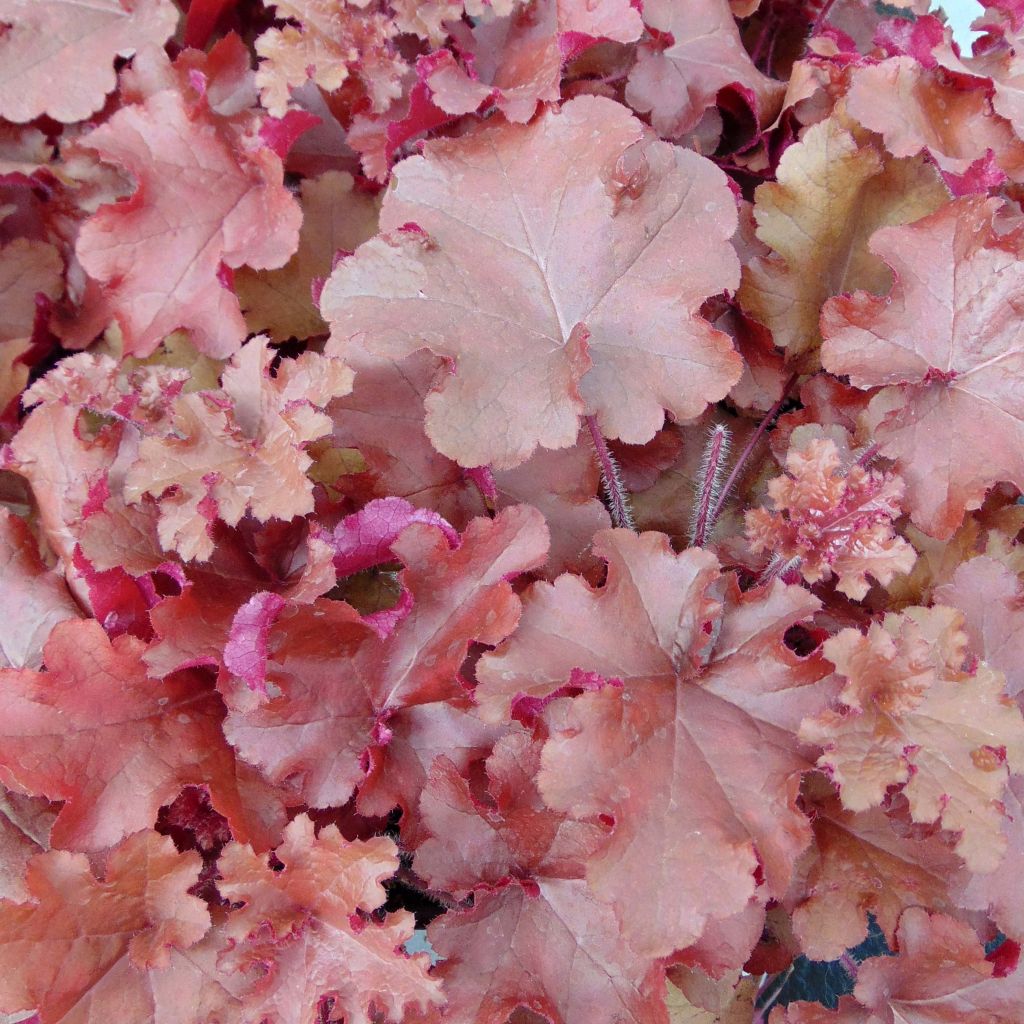 Heuchère - Heuchera Red Sea®