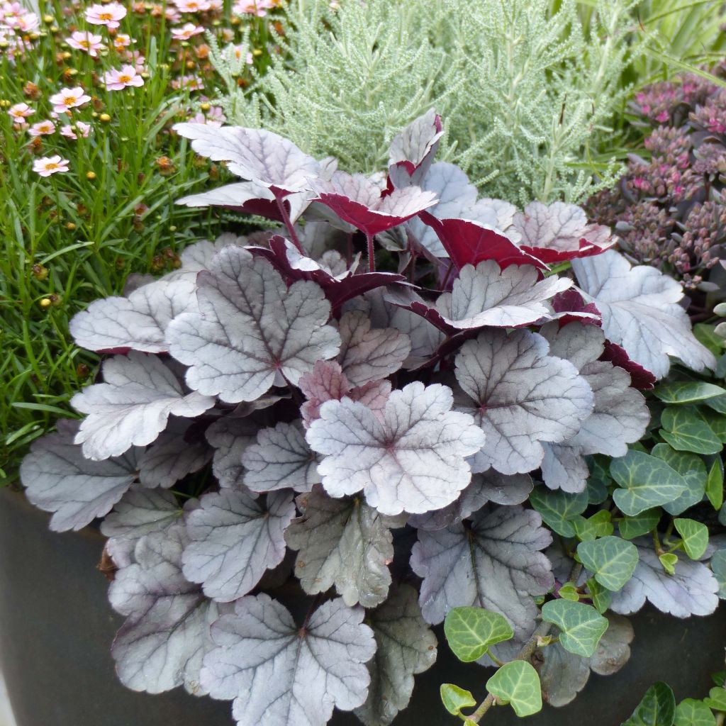 Heuchera Silver Gumdrop