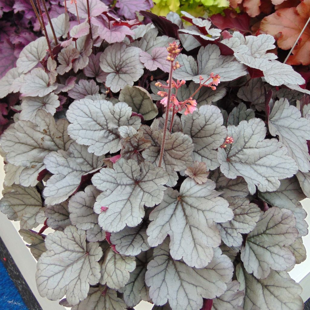 Heuchera Silver Gumdrop