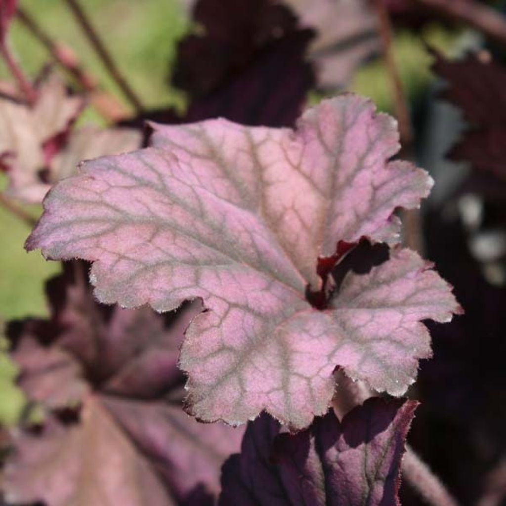 Heuchère, Heuchera Plum Pudding