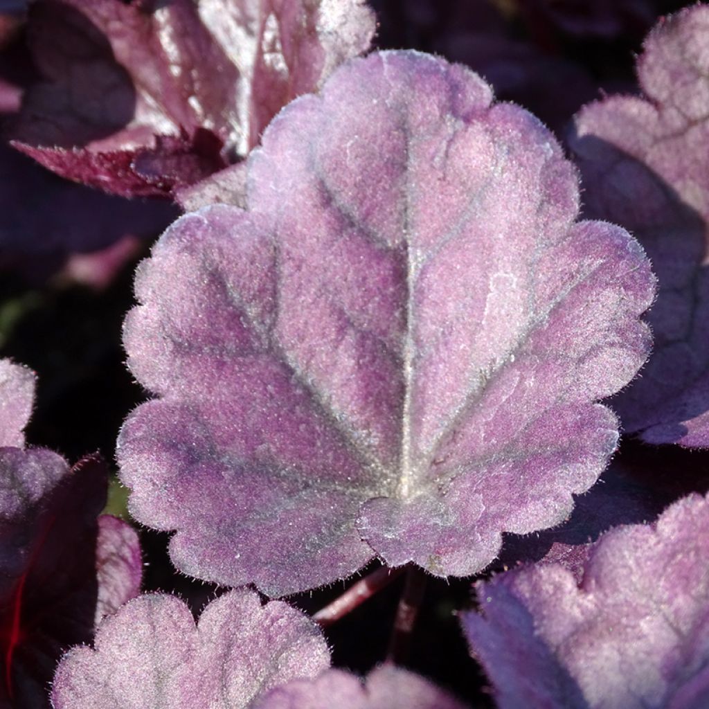 Heuchère - Heuchera Wildberry