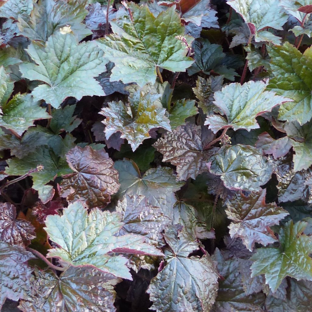 Heuchera micrantha Palace Purple - Heuchère pourpre 