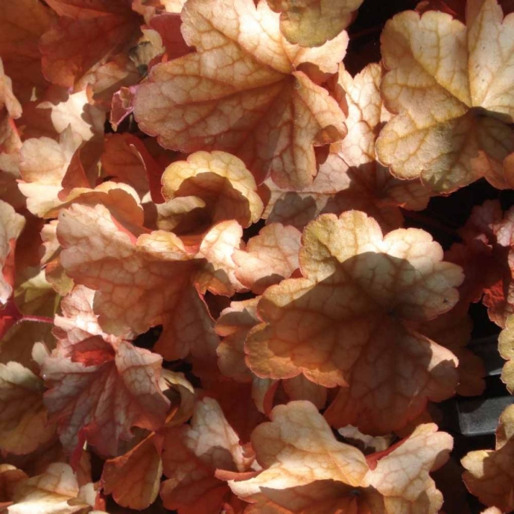 Heuchère - Heuchera Paprika