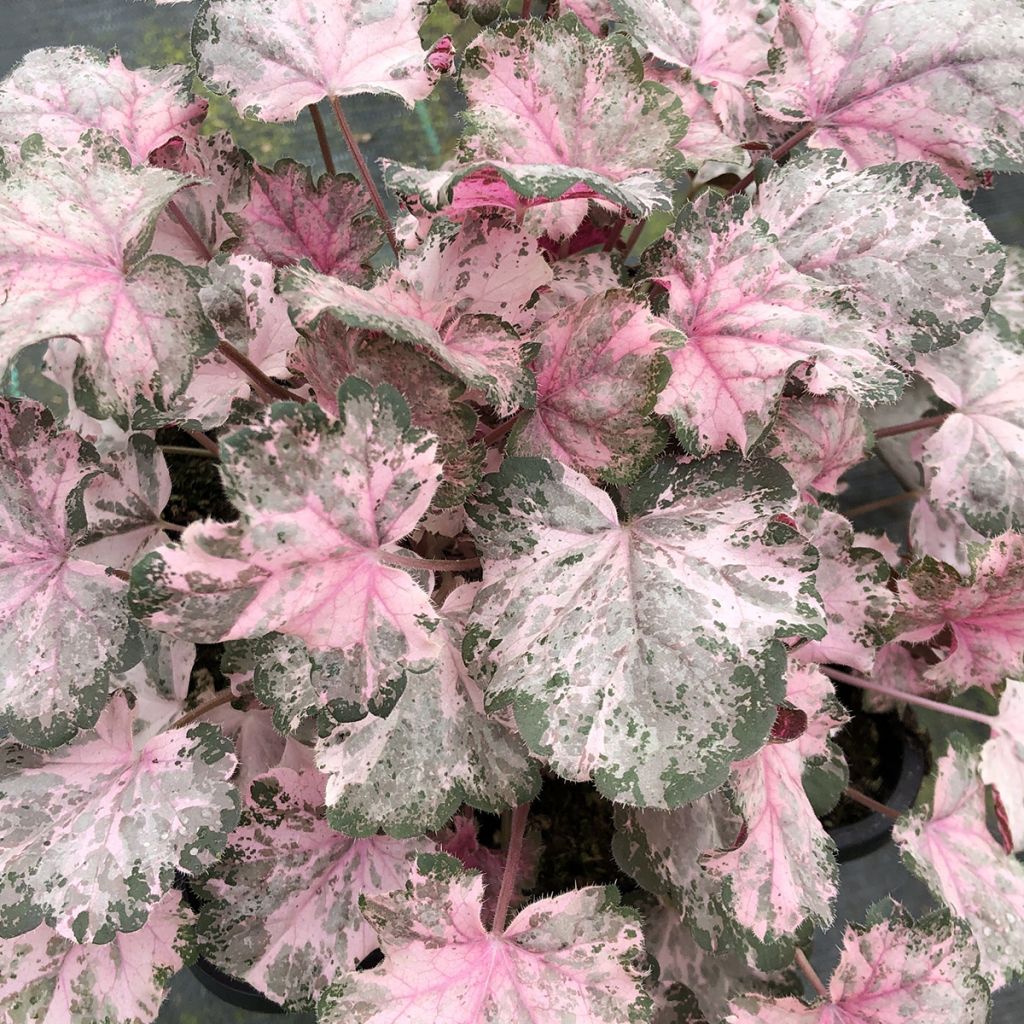 Heuchera Pinky Panky - Heuchère