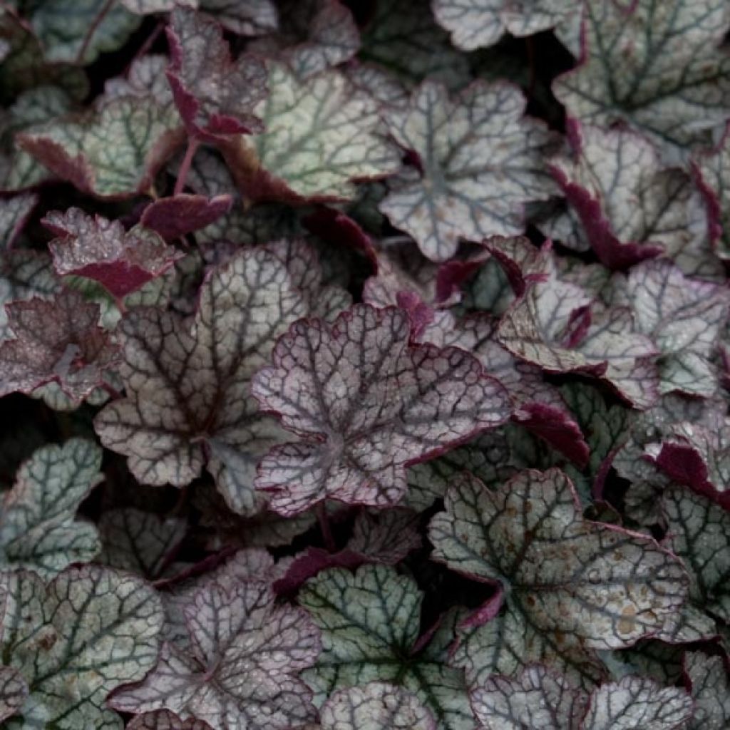 Heuchère - Heuchera Prince of Silver