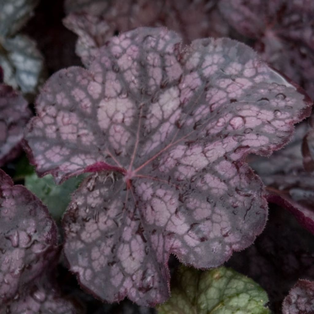 Heuchère - Heuchera Velvet Night