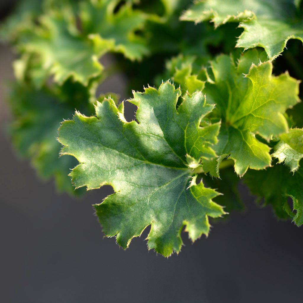 Heuchera Apple Crisp