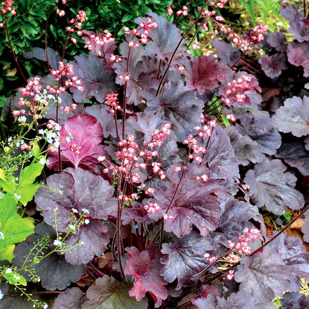 Heuchère Bella Notte - Heuchera