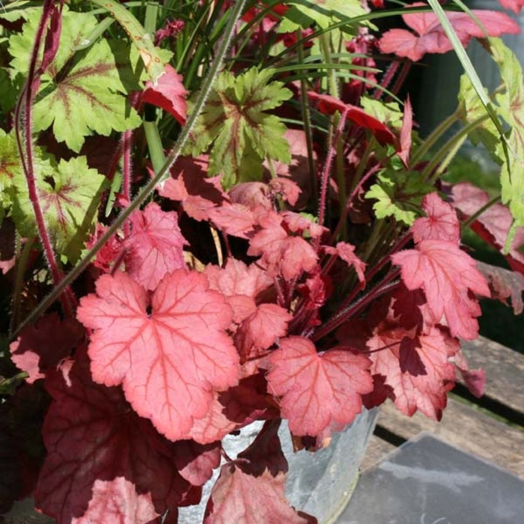 Heuchère, Heuchera Georgia Peach