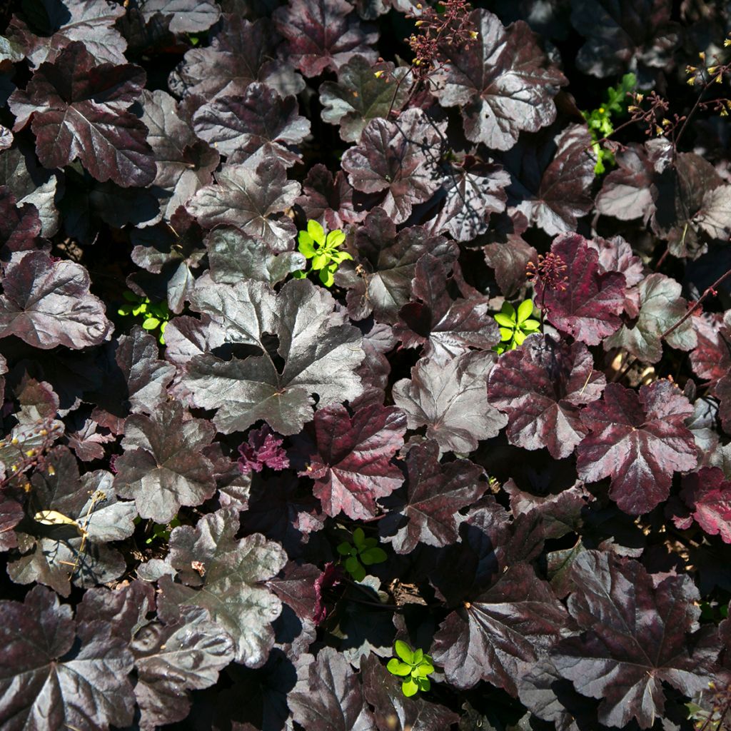 Heuchera Black Beauty