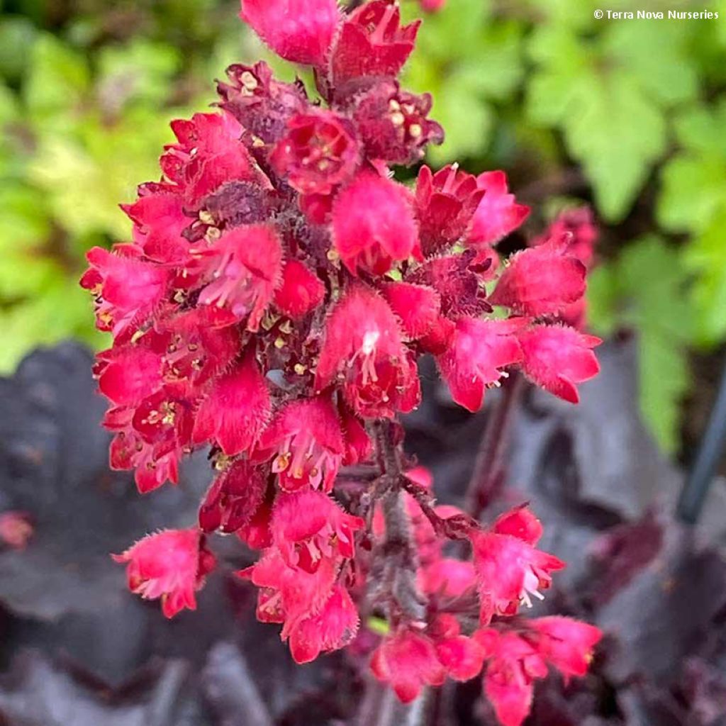 Heuchère - Heuchera Black Forest Cake