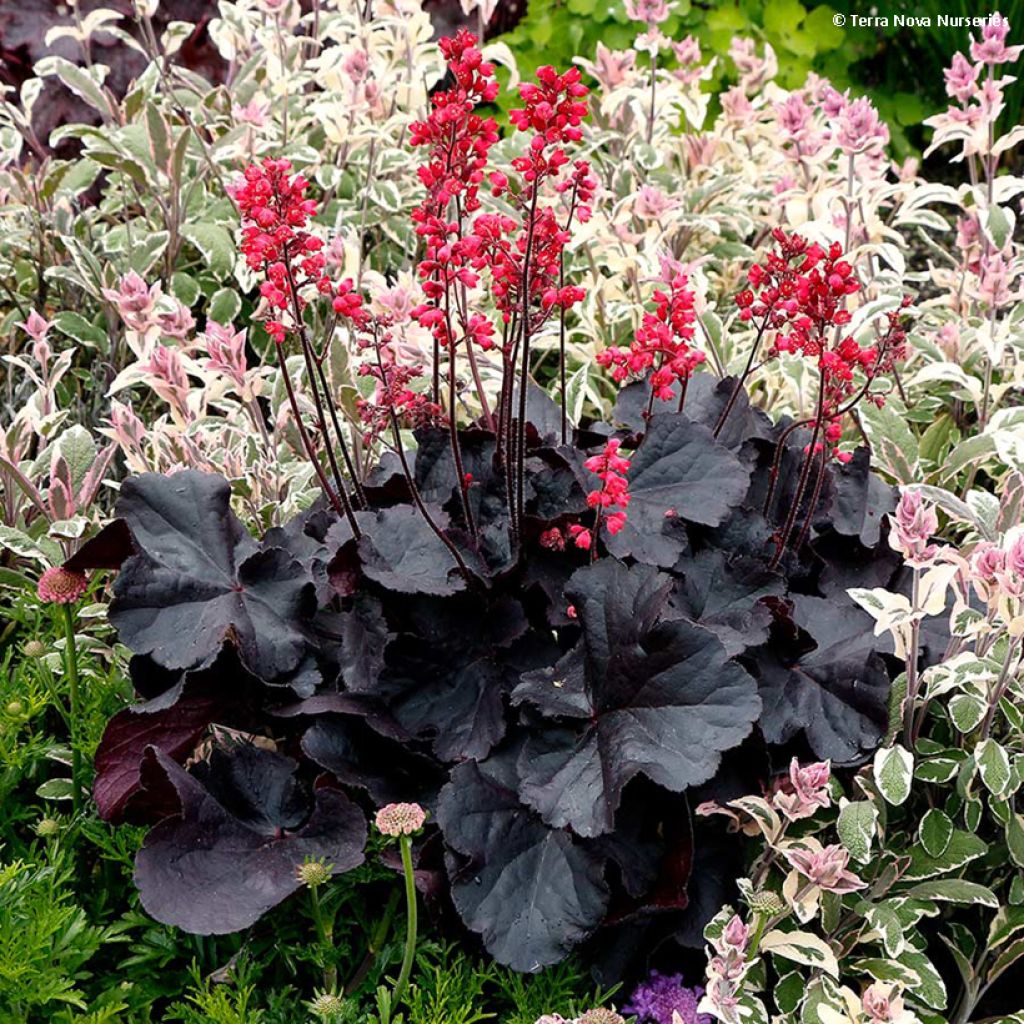 Heuchère - Heuchera Black Forest Cake